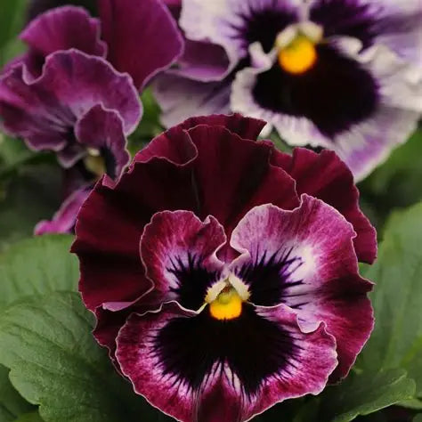 PREORDER:‎ Flower Plant:‎ Pansy 6-pack