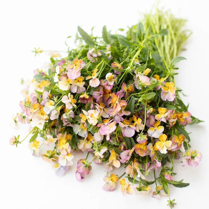 PREORDER:‎ Flower Plant:‎ Pansy 6-pack