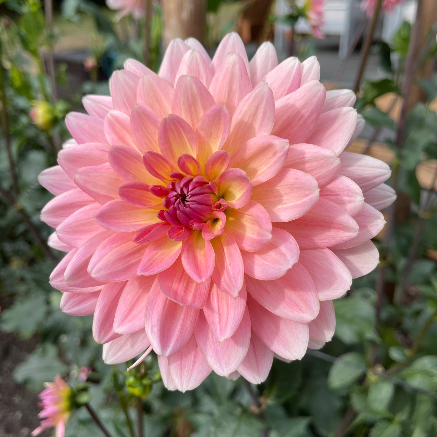Dahlia Tuber: Gerrie Hoek - Sugar Moon Gardens