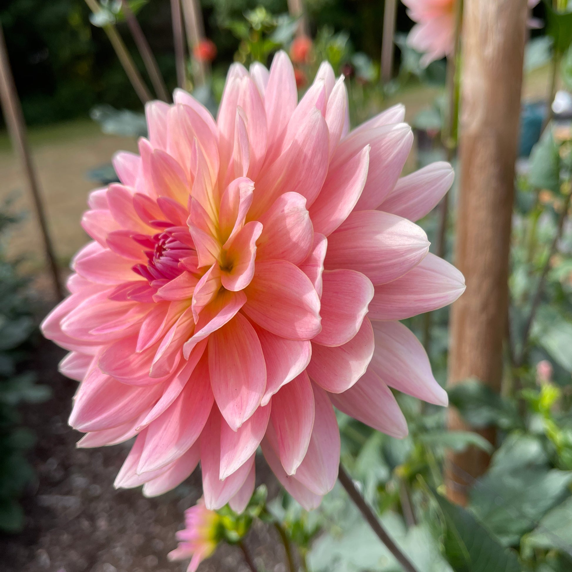 Dahlia Tuber: Gerrie Hoek - Sugar Moon Gardens