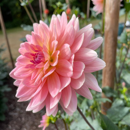 Dahlia Tuber: Gerrie Hoek - Sugar Moon Gardens