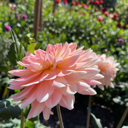 Dahlia Tuber: Gerrie Hoek - Sugar Moon Gardens