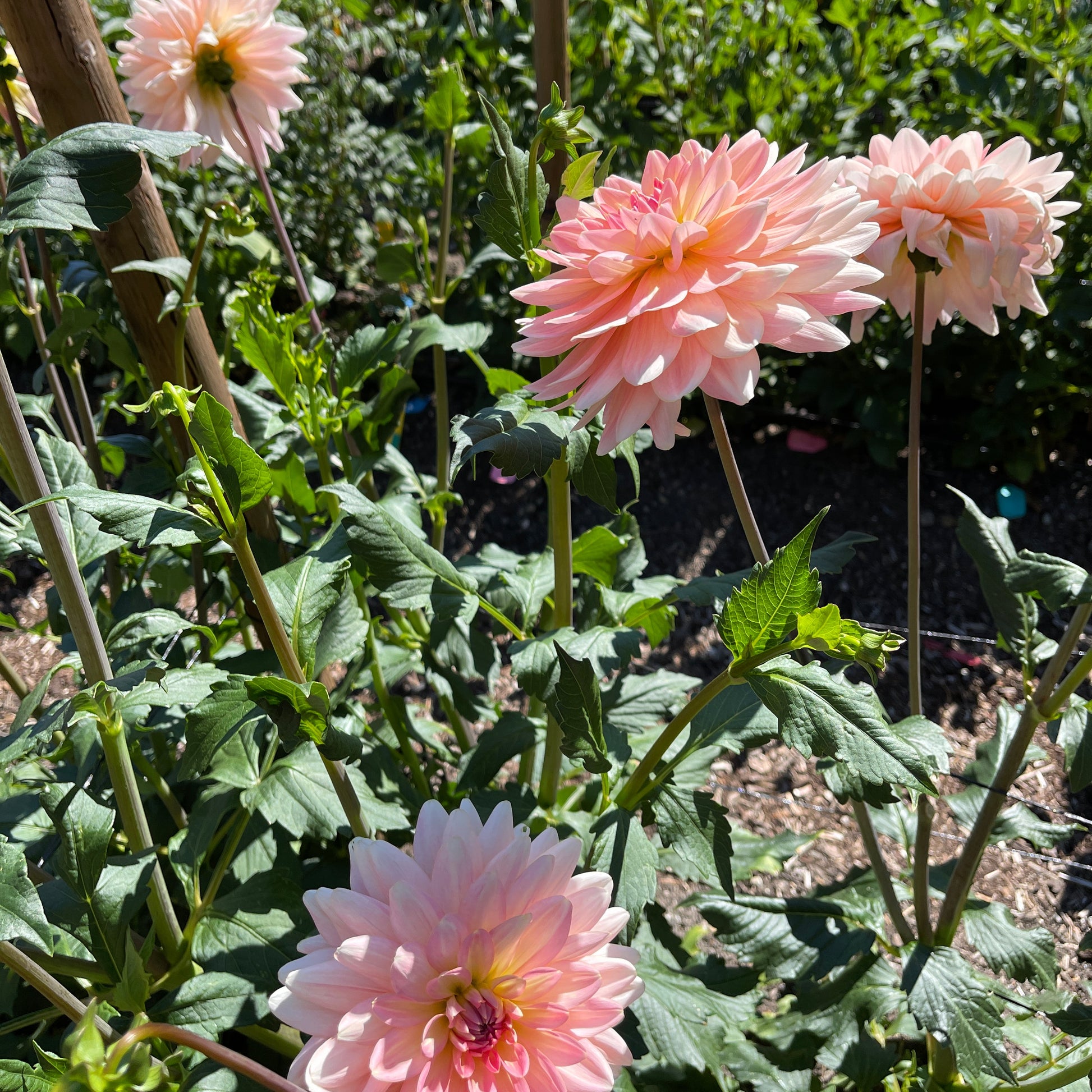 Dahlia Tuber: Gerrie Hoek - Sugar Moon Gardens