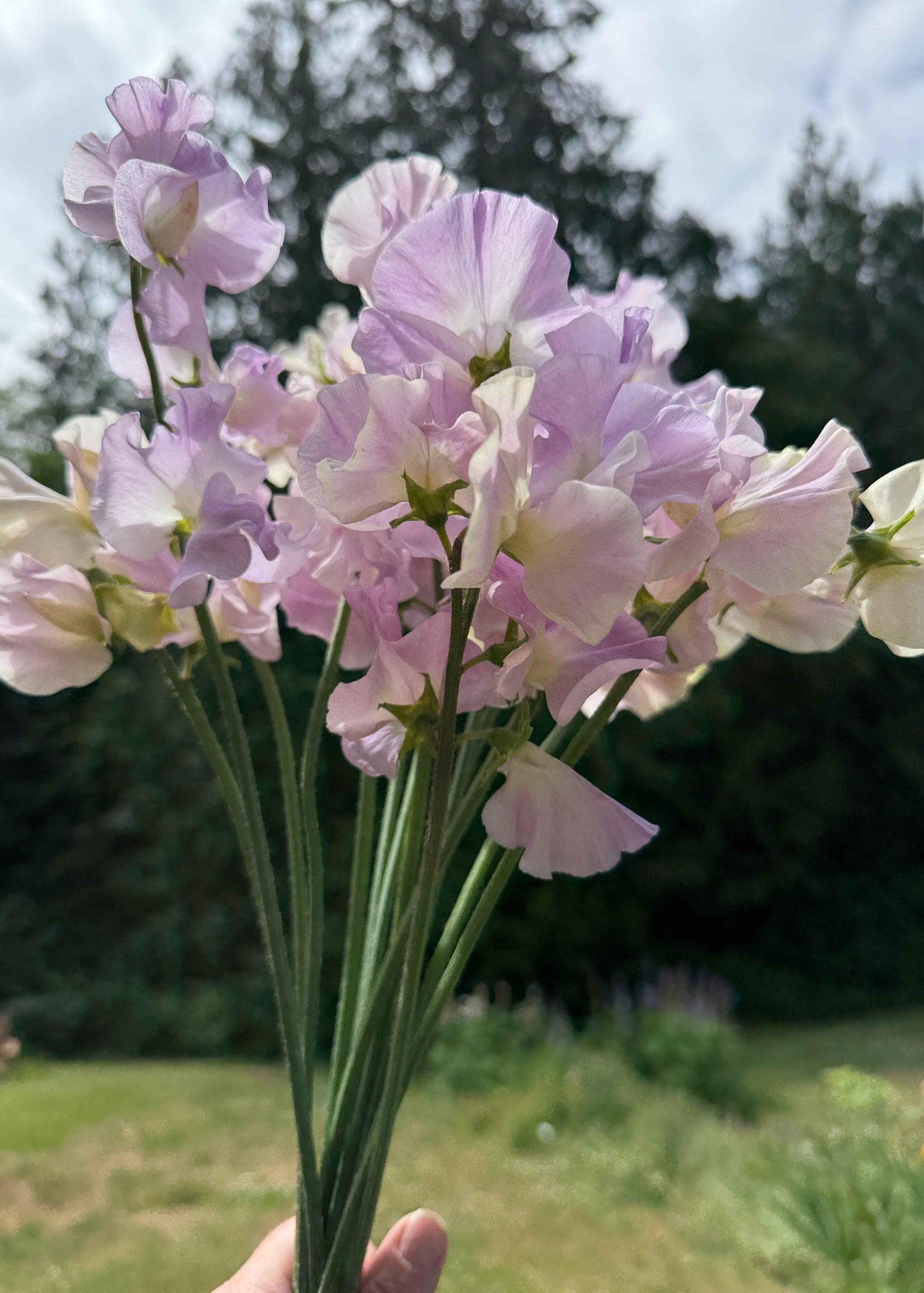 Sweet Pea Seeds: Gerry Cullinan