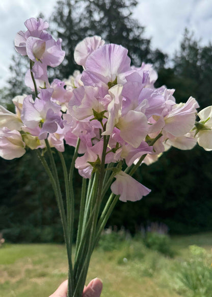 Sweet Pea Seeds: Gerry Cullinan