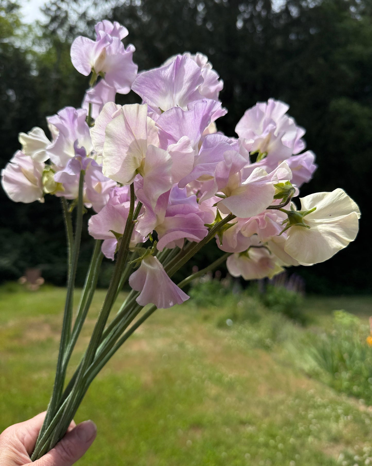 Sweet Peas Gerry Cullinan - Sugar Moon Gardens