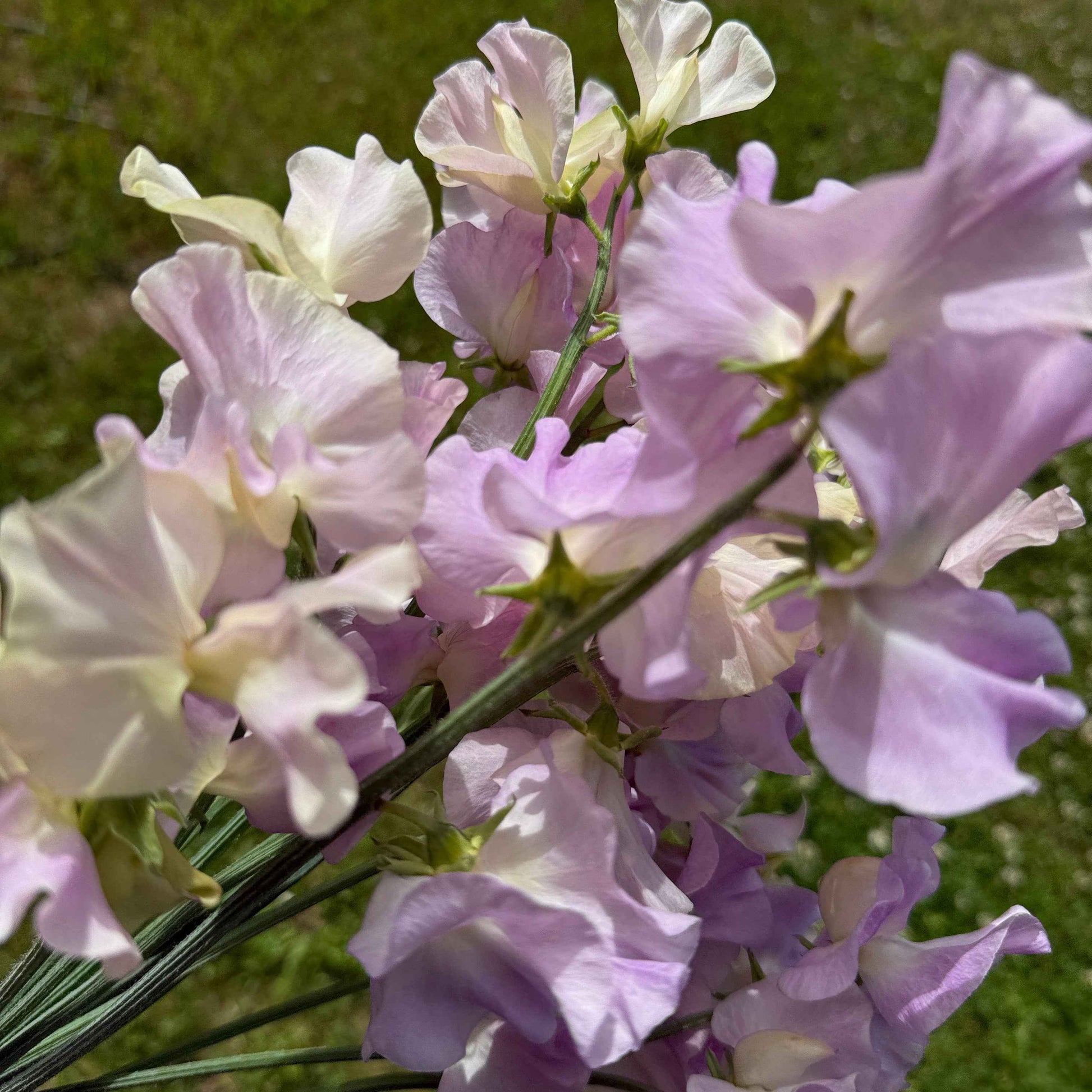 Sweet Pea Seeds: Gerry Cullinan