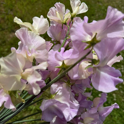 Sweet Pea Seeds: Gerry Cullinan