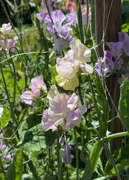 Sweet Pea Seeds: Gerry Cullinan