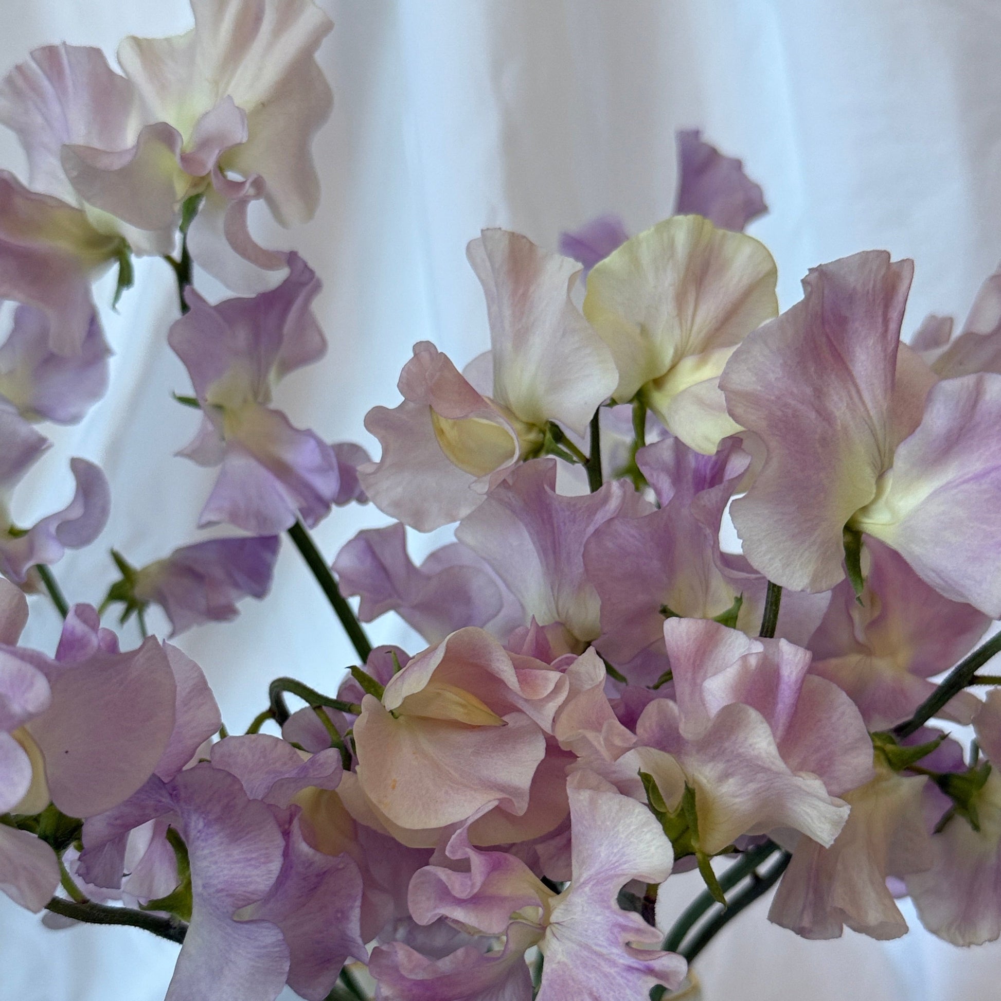 Sweet Peas Gerry Cullinan - Sugar Moon Gardens