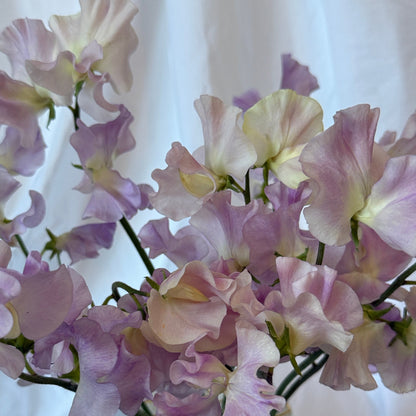 Sweet Peas Gerry Cullinan - Sugar Moon Gardens