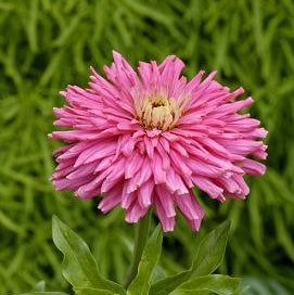 Giant Pink Zinnia - Sugar Moon Gardens