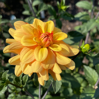 Dahlia Tuber: Ginger Snap - Sugar Moon Gardens