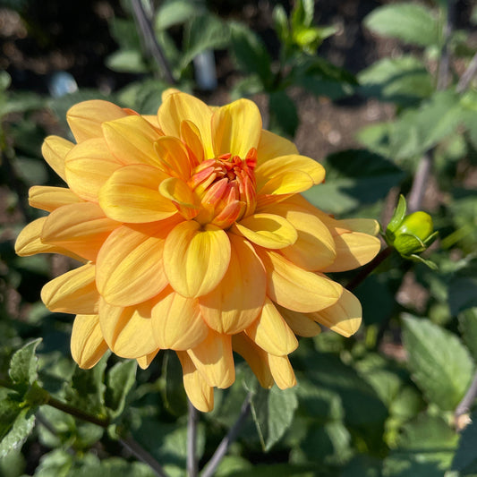 Dahlia Tuber: Ginger Snap - Sugar Moon Gardens