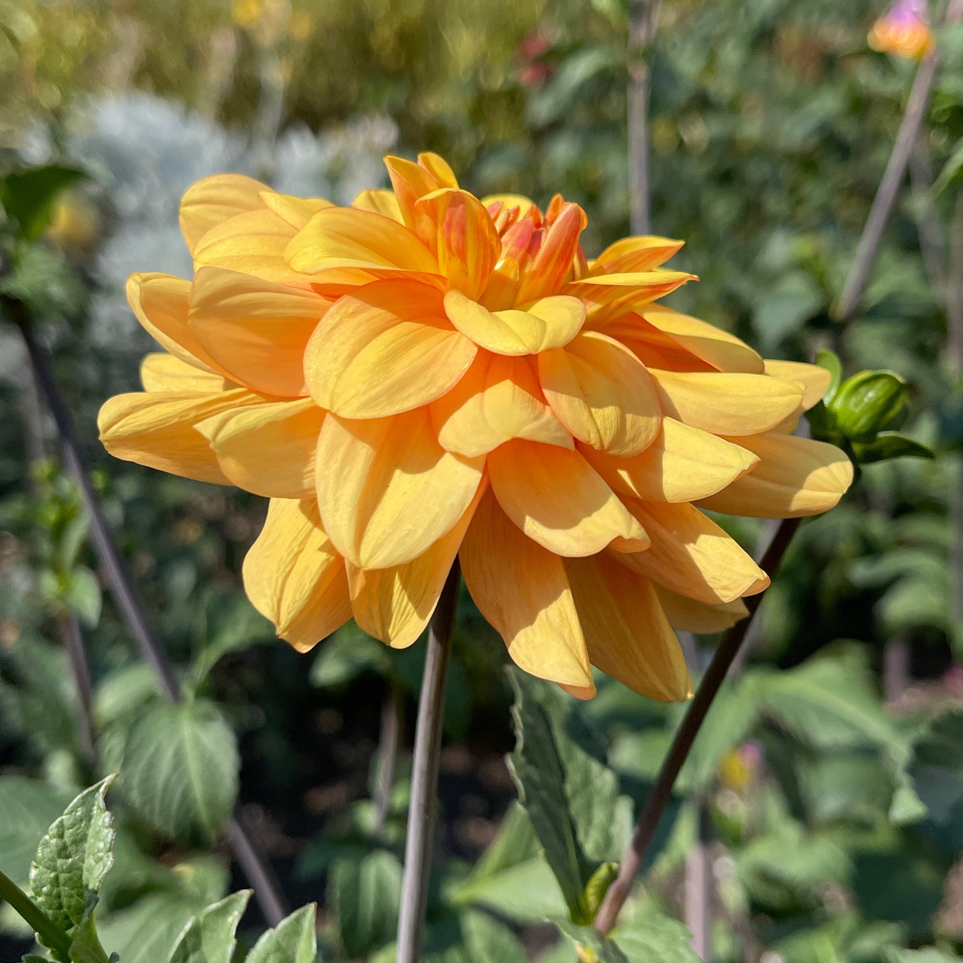 Dahlia Tuber: Ginger Snap - Sugar Moon Gardens