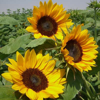Seeds:‎ Sunflower - Gold Rush