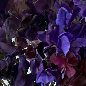 Goth - Sugar Moon Gardens