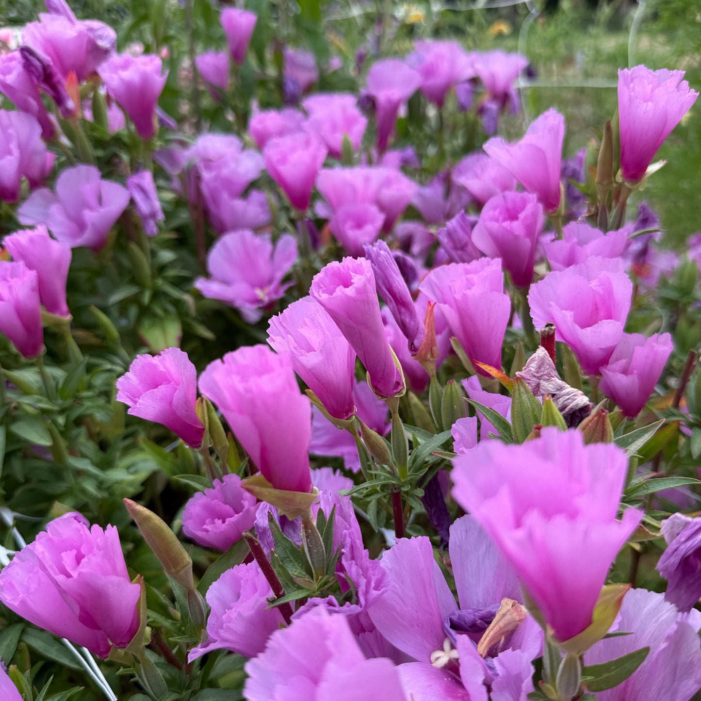 Godetia Grace Lavender - Sugar Moon Gardens
