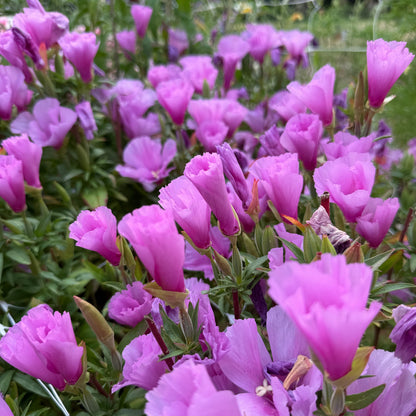 Godetia Grace Lavender - Sugar Moon Gardens