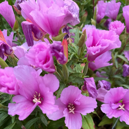 Godetia Grace Lavender - Sugar Moon Gardens