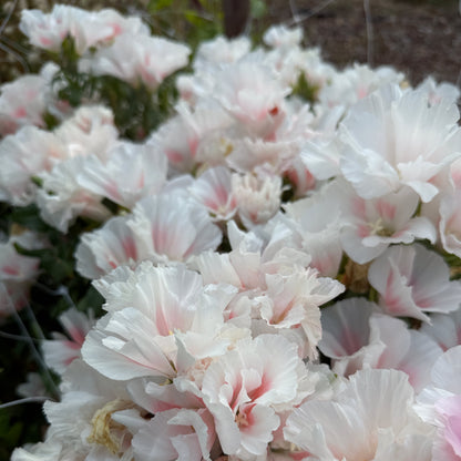 Grace Shell Pink - Sugar Moon Gardens