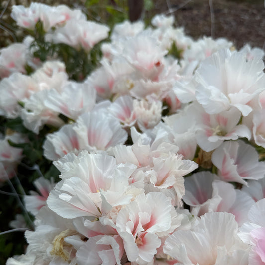 Grace Shell Pink - Sugar Moon Gardens
