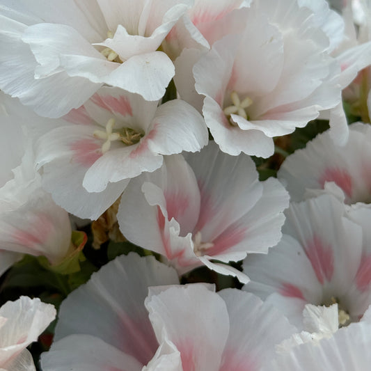 Grace Shell Pink - Sugar Moon Gardens