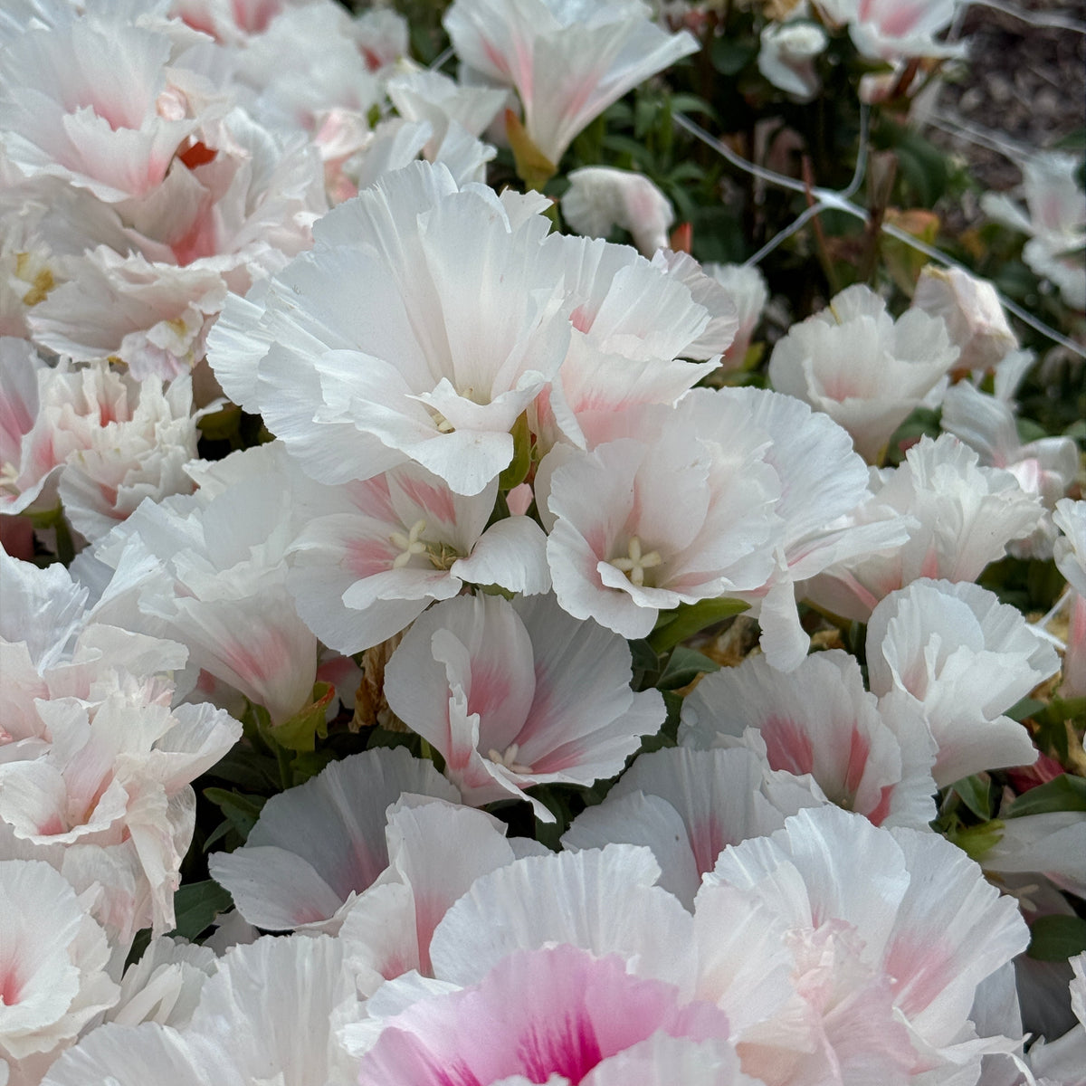 Grace Shell Pink - Sugar Moon Gardens
