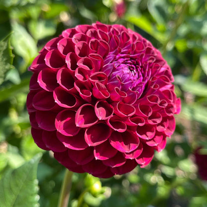 Dahlia Tuber: Grayval Shiraz - Sugar Moon Gardens