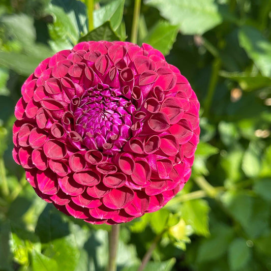 Dahlia Tuber: Grayval Shiraz - Sugar Moon Gardens