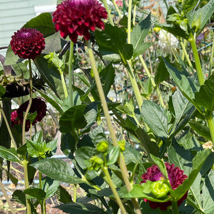 Dahlia Tuber: Grayval Shiraz - Sugar Moon Gardens