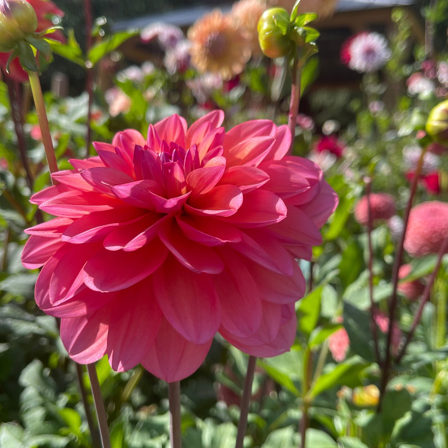 Dahlia Tuber:‎ Great Silence