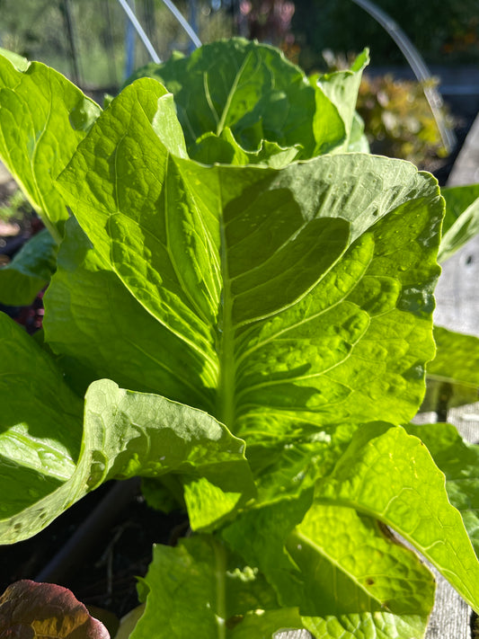 Seeds:‎ Lettuce - Green Towers