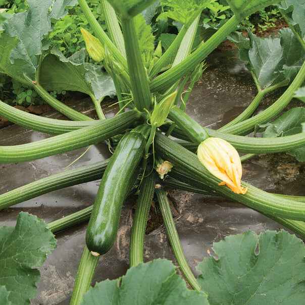 Veg Plant: Zucchini seedlings