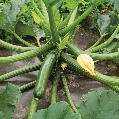Veg Plant: Zucchini seedlings