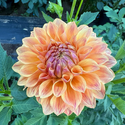 Dahlia Tuber: Hapet Cupido - Sugar Moon Gardens