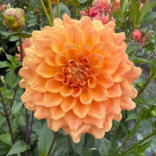 Dahlia Tuber: Hapet Cupido - Sugar Moon Gardens