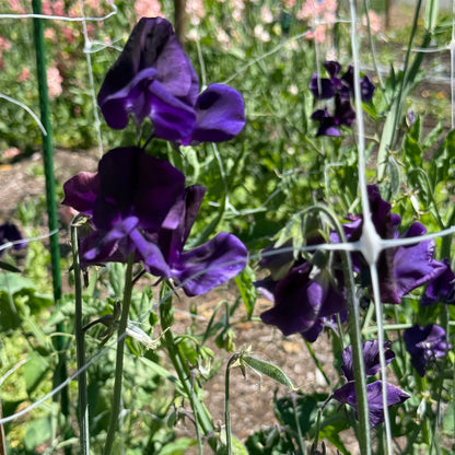 Sweet Peas Hero - Sugar Moon Gardens