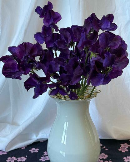 Sweet Pea Seeds: Hero