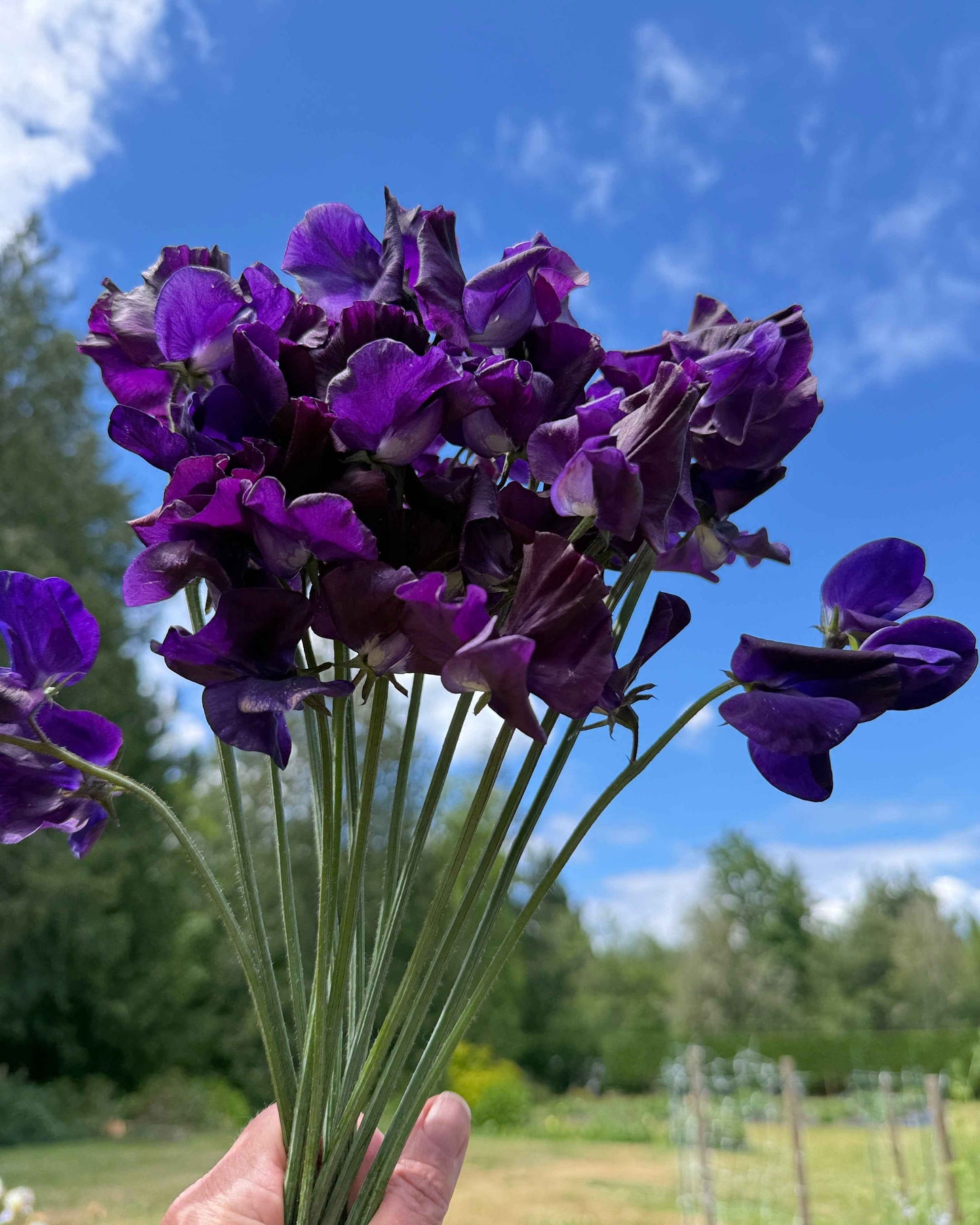 Sweet Pea Seeds: Hero