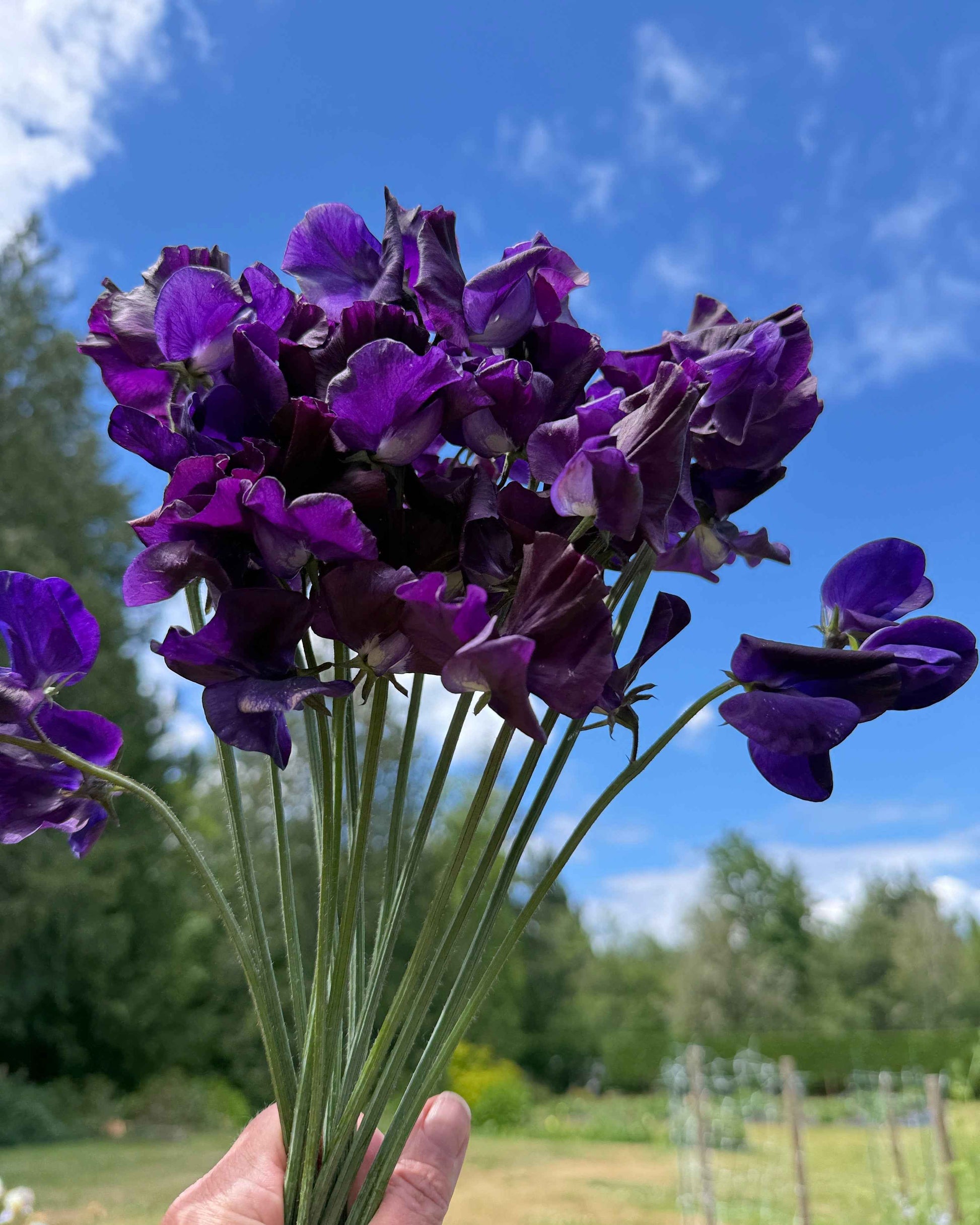 Sweet Pea Seeds: Hero