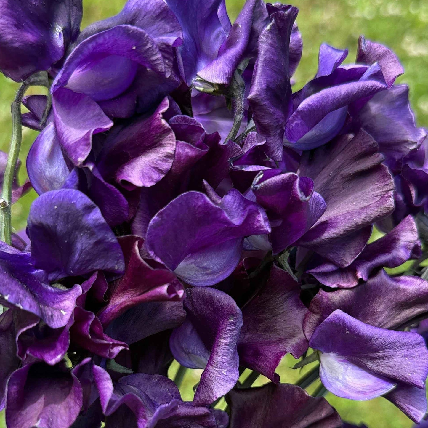 Sweet Pea Seeds: Hero