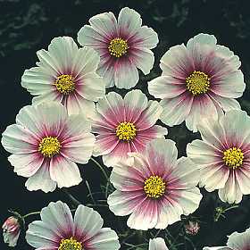 Seeds: Cosmo - Hinomaru