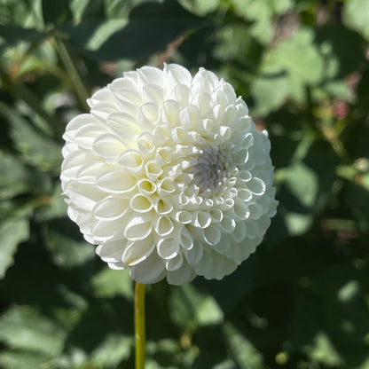 Dahlia Tuber:‎ Hollyhill Miss White