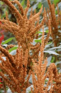 Seeds:‎ Amaranthus - Hot Biscuits - Sugar Moon Gardens