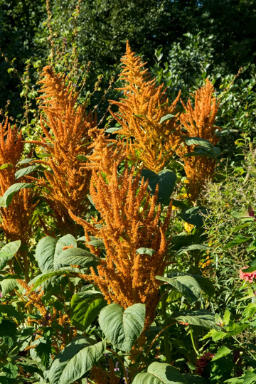 Seeds:‎ Amaranthus - Hot Biscuits - Sugar Moon Gardens