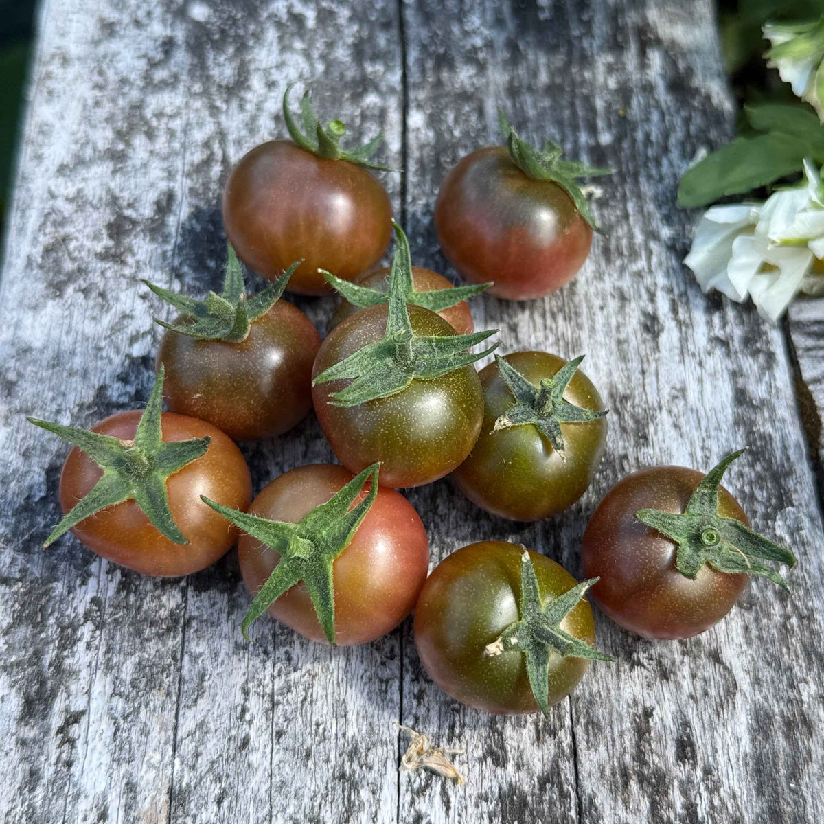 Seeds:‎ Tomato - Hungry Like the Wolf
