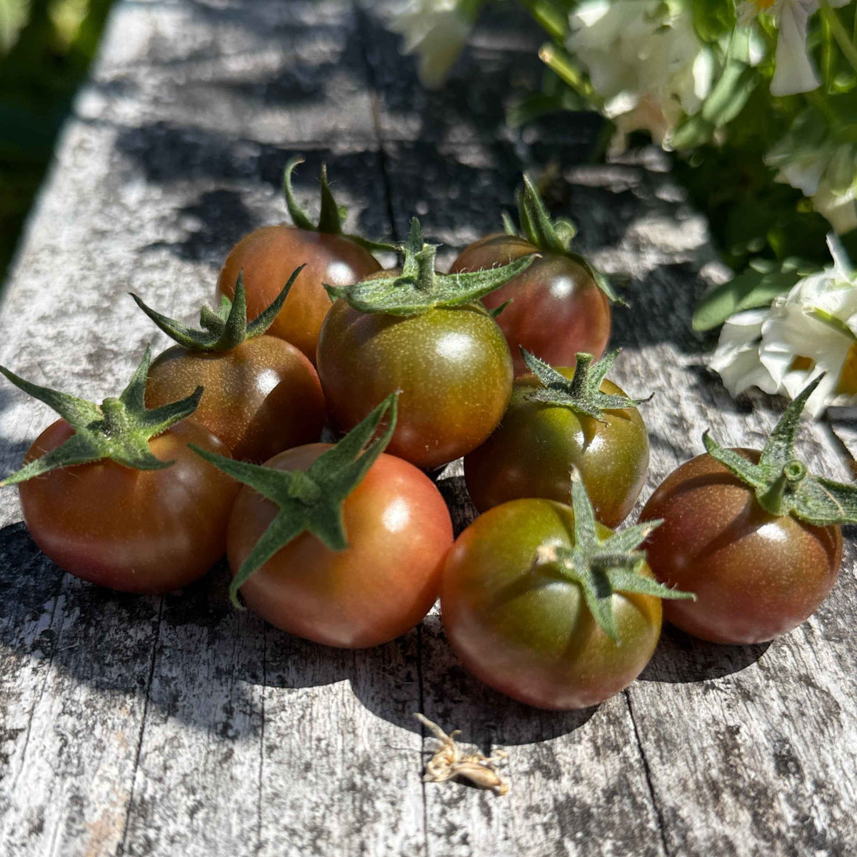 Seeds:‎ Tomato - Hungry Like the Wolf