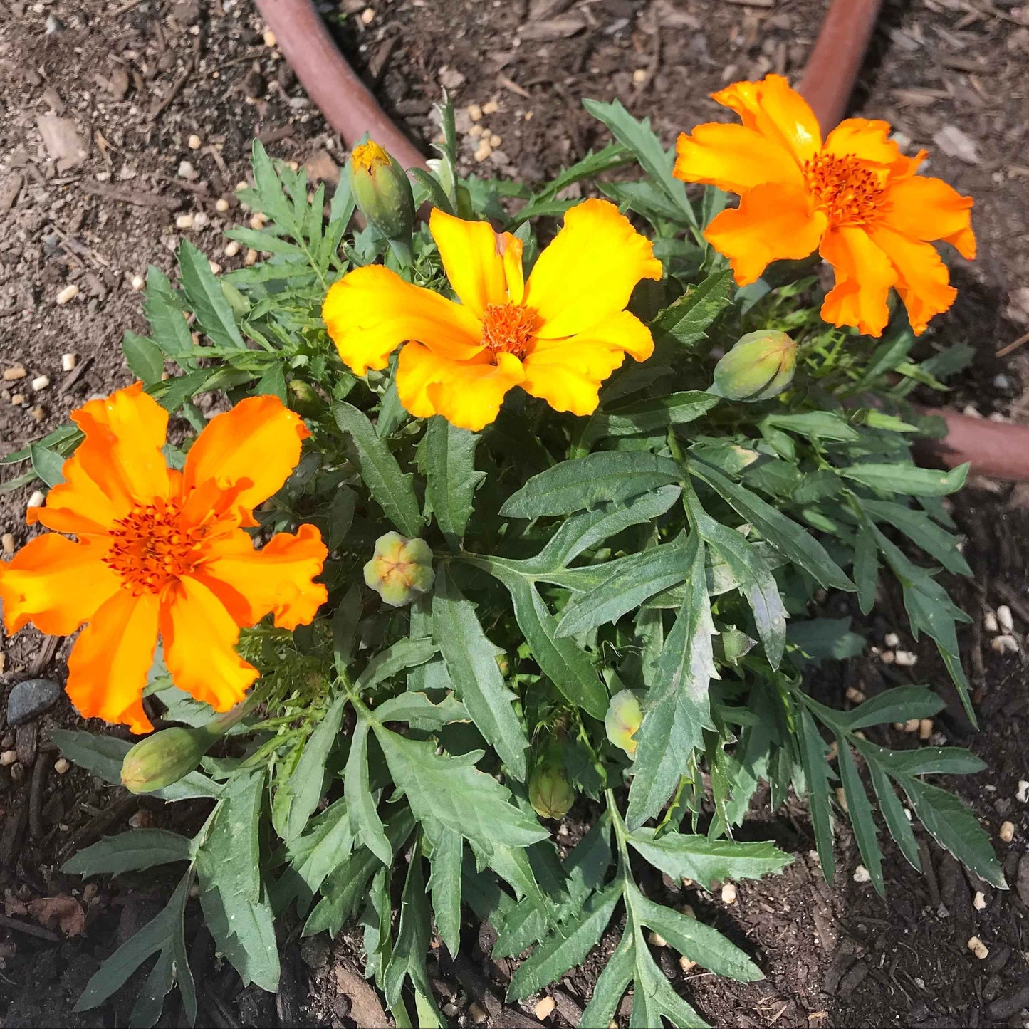 Flower Plant: French Marigold seedlings (4-pack)