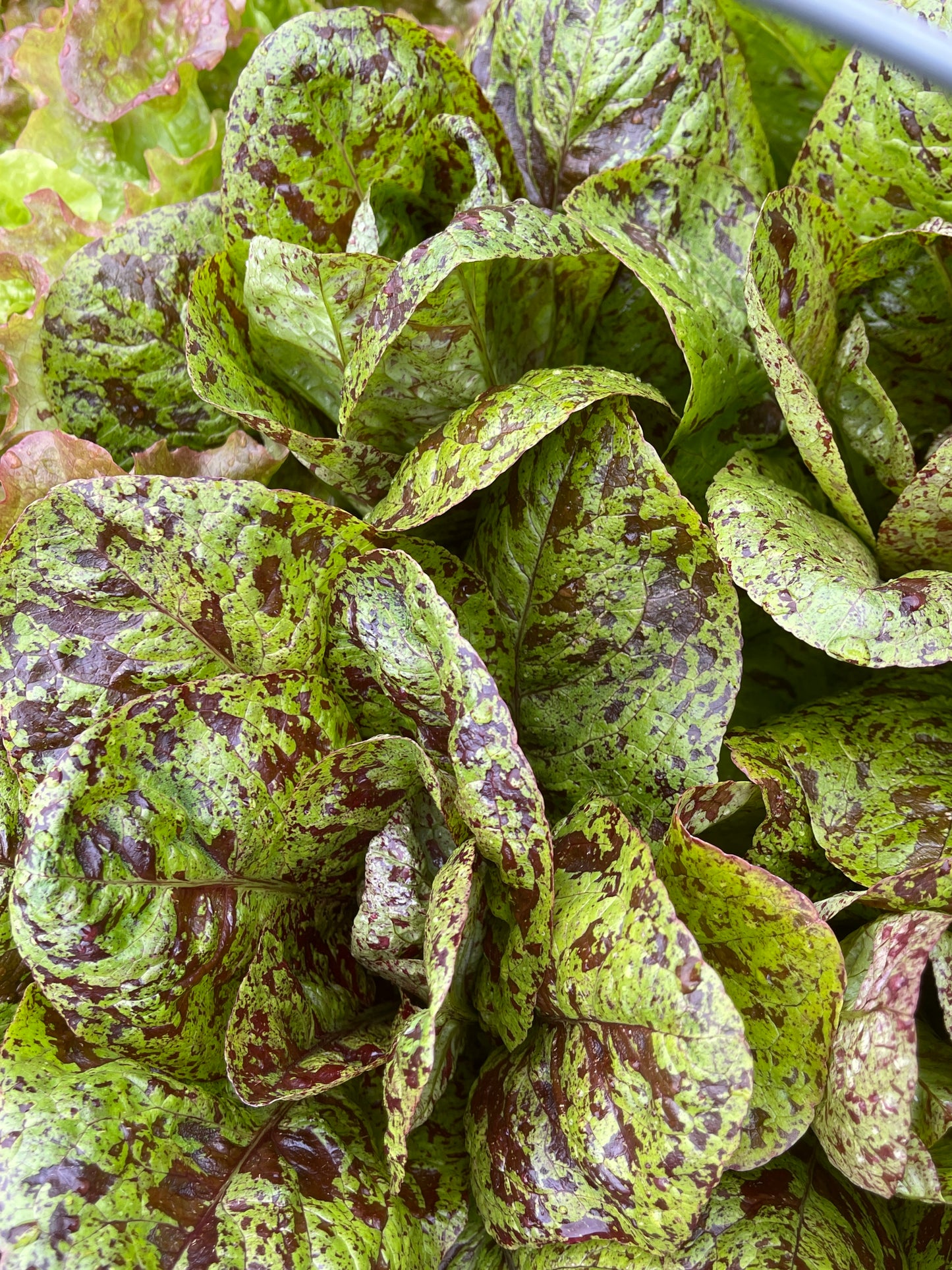 Seeds:‎ Lettuce - Freckles